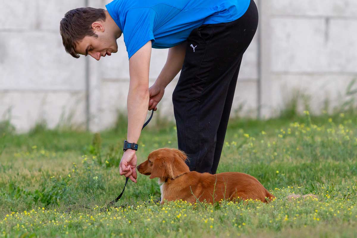 Základy poslušnosti psa - výcvik